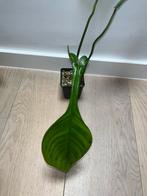 Philodendron Joeppii XL, Huis en Inrichting, Kamerplanten, Ophalen of Verzenden