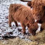 Schotsehooglander, Dieren en Toebehoren, Schapen, Geiten en Varkens