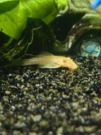 Ancistrus Albinos