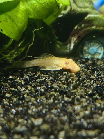 Ancistrus Albinos