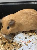 Diren, Dieren en Toebehoren, Ophalen of Verzenden