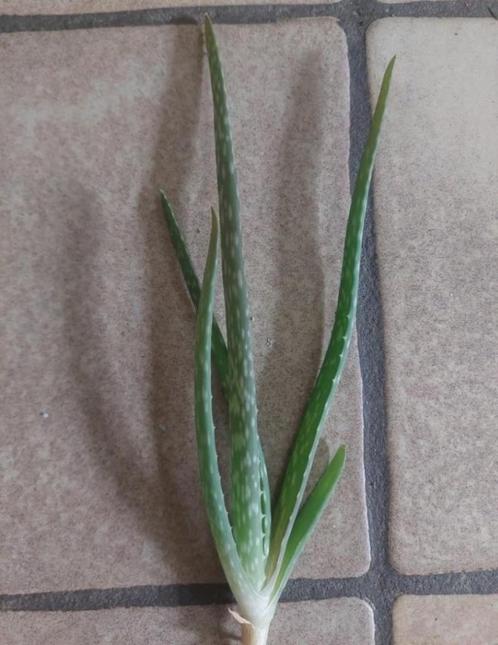 Aloë vera, Huis en Inrichting, Kamerplanten, Vetplant, Minder dan 100 cm, Bloeiende kamerplant, Ophalen of Verzenden