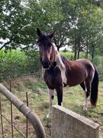 Knappe merrie, Dieren en Toebehoren, Pony's, Merrie, Onbeleerd, Gechipt