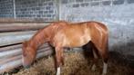 2 jaarse bwp merrie DE MISPELARE, Dieren en Toebehoren, Paarden, Merrie, Springpaard, Gechipt, 0 tot 2 jaar