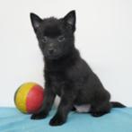 Schipperke - Chiots belges à vendre, Animaux & Accessoires, Chiens | Bergers & Bouviers, Commerçant, Autres races, 8 à 15 semaines