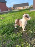 Leuke border collie x aussie pup, Dieren en Toebehoren, België, CDV (hondenziekte), 8 tot 15 weken, Collie