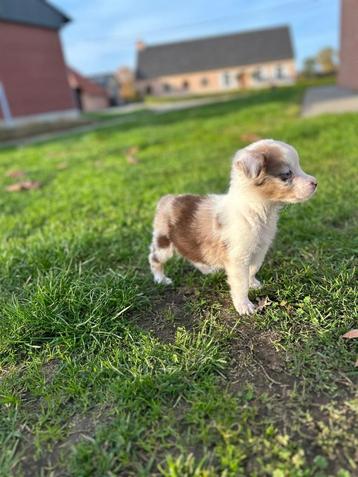 Leuke border collie x aussie pup beschikbaar voor biedingen