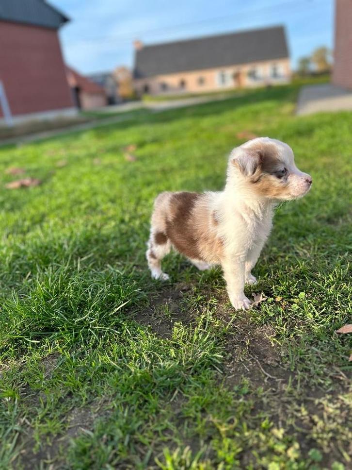 Leuke border collie x aussie pup, Dieren en Toebehoren, Honden | Herdershonden en Veedrijvers, Meerdere dieren, Collie, Fokker | Professioneel