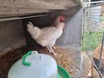 Hanen, Dieren en Toebehoren