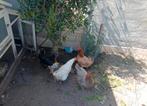 Legkippen, Dieren en Toebehoren, Pluimvee