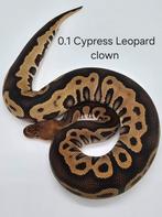 Vrouwelijke Cypress Leopard Clown, Dieren en Toebehoren, Slang, Tam, 0 tot 2 jaar