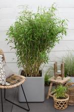 3x fargesia simba bamboe in taupe sierpot ,niet woekerend, Tuin en Terras, Planten | Tuinplanten, Ophalen