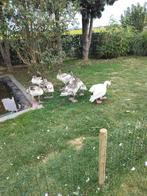 Coscoroba zwanen, Dieren en Toebehoren, Pluimvee