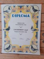 Diplôme Pigeon, Animaux & Accessoires