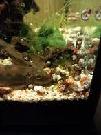 100 voor 4 euro: 0,04 euro per stuk + gratis
Slakken plannen