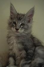 Prachtige grote maine coon kittens, Meerdere dieren, Gechipt, 0 tot 2 jaar