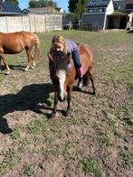 Super lieve a pony liesje 14 jaar, B, A pony (tot 1.17m), 11 jaar of ouder, Recreatiepony