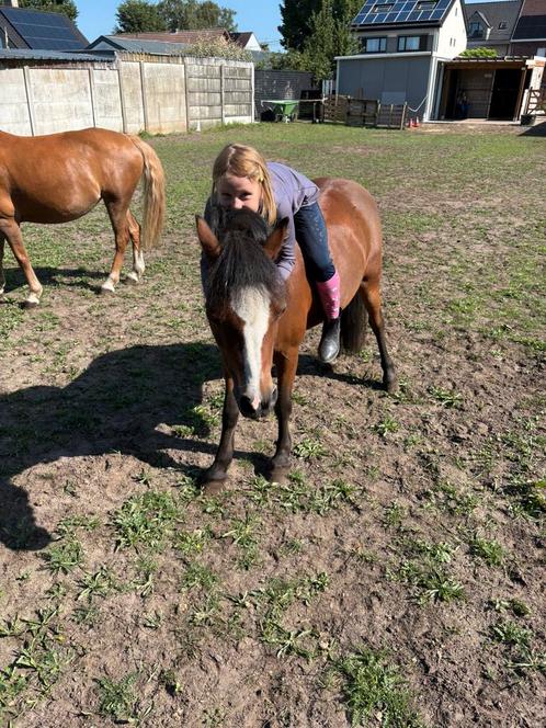 Super lieve a pony liesje 14 jaar, Dieren en Toebehoren, Pony's, Merrie, B, A pony (tot 1.17m), Recreatiepony, 11 jaar of ouder