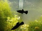 2 molly's, Dieren en Toebehoren
