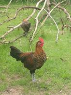 zottegemse hanen goudgeband te koop, Meerdere dieren, Kip