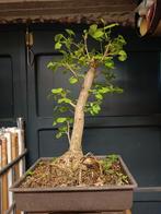 Ginkgo pre bonsai, Tuin en Terras, Planten | Bomen, Ophalen of Verzenden