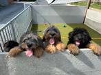 Mooie bernedoodle pups, Dieren en Toebehoren, Honden | Retrievers, Spaniëls en Waterhonden, België, 15 weken tot 1 jaar, Overige rassen