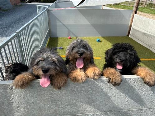 Mooie bernedoodle pups, Dieren en Toebehoren, Honden | Retrievers, Spaniëls en Waterhonden, Meerdere dieren, Overige rassen, Fokker | Professioneel