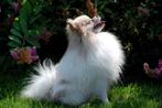 Dekreu Mini Pomeranian Merle prachtige wolige lange vacht, Fokker | Hobbymatig, Reu, Buitenland, CDV (hondenziekte)