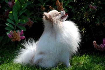 Dekreu Mini Pomeranian Merle prachtige wolige lange vacht beschikbaar voor biedingen
