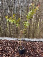 Japanse esdoorn Acer Palmatum, Tuin en Terras, Planten | Tuinplanten, Volle zon, Vaste plant, Lente, Ophalen