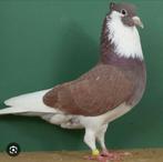 Cherche pigeon Ringbeater, Animaux & Accessoires