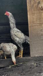 veel jonge shamo-hanen en kippen, Dieren en Toebehoren, Pluimvee, Meerdere dieren, Overige soorten