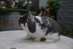 Nederlands Hangoortje, Dieren en Toebehoren, Konijnen, Mannelijk, Dwerg, Hangoor