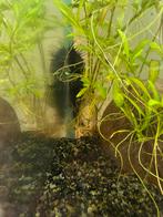 Grote bristelnose pleco (12cm), Dieren en Toebehoren