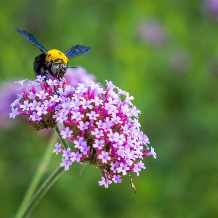 Verbena bonariensis, Tuin en Terras, Planten | Tuinplanten, Vaste plant, Ophalen