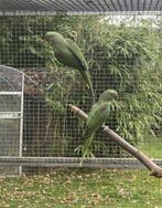 Colonie grandes Alexandre, Animaux & Accessoires, Oiseaux | Perruches & Perroquets, Mâle