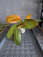 Philodendron noid nr 11, Ophalen