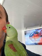 Groot Alexanderparkiet, Dieren en Toebehoren, Vogels | Parkieten en Papegaaien