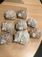 Set van 8 mooie schelpen decoratie, Ophalen, Gebruikt, Dier