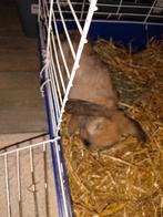 Baby Nederlandse hangoor, Dieren en Toebehoren, Konijnen, Mannelijk, Klein, Hangoor, 0 tot 2 jaar