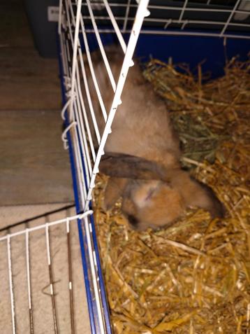 Baby Nederlandse hangoor