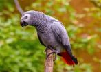 Grijze Roodstaart Papegaai, Dieren en Toebehoren, Vogels | Parkieten en Papegaaien, Papegaai