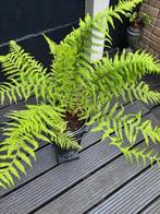 Mooie varens in ijzere houder, Tuin en Terras, Planten | Tuinplanten, Ophalen of Verzenden, Varens