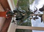 Ficus elastica kamerplant, 100 tot 150 cm, Ficus, Ophalen, Groene kamerplant