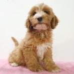 Cockapoo pups te koop, Dieren en Toebehoren, 15 weken tot 1 jaar, Buitenland, CDV (hondenziekte), Meerdere