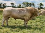 Blonde D'aquitaine stier te koop. Super braaf., Mannelijk, 3 tot 6 jaar