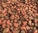 Voederbieten rialto, Ophalen