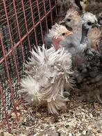 Mottled en splash kuikens in verschillende kleuren, Dieren en Toebehoren, Pluimvee