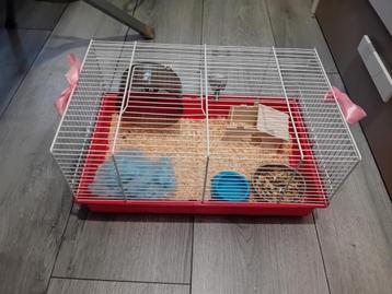 Cage pour hamsters, Hamster