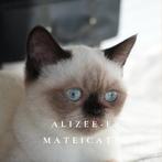 Brits korthaar Chocolate Point, Poes, Gechipt, 0 tot 2 jaar